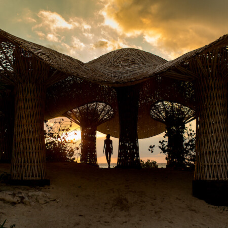 Palmaia, psychedelic mushroom, Playa del Carmen, Mexico