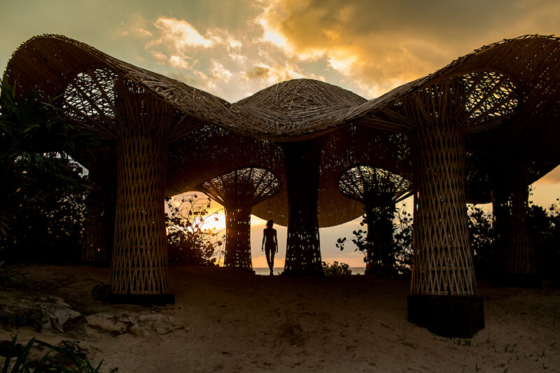 Palmaia, psychedelic mushroom, Playa del Carmen, Mexico